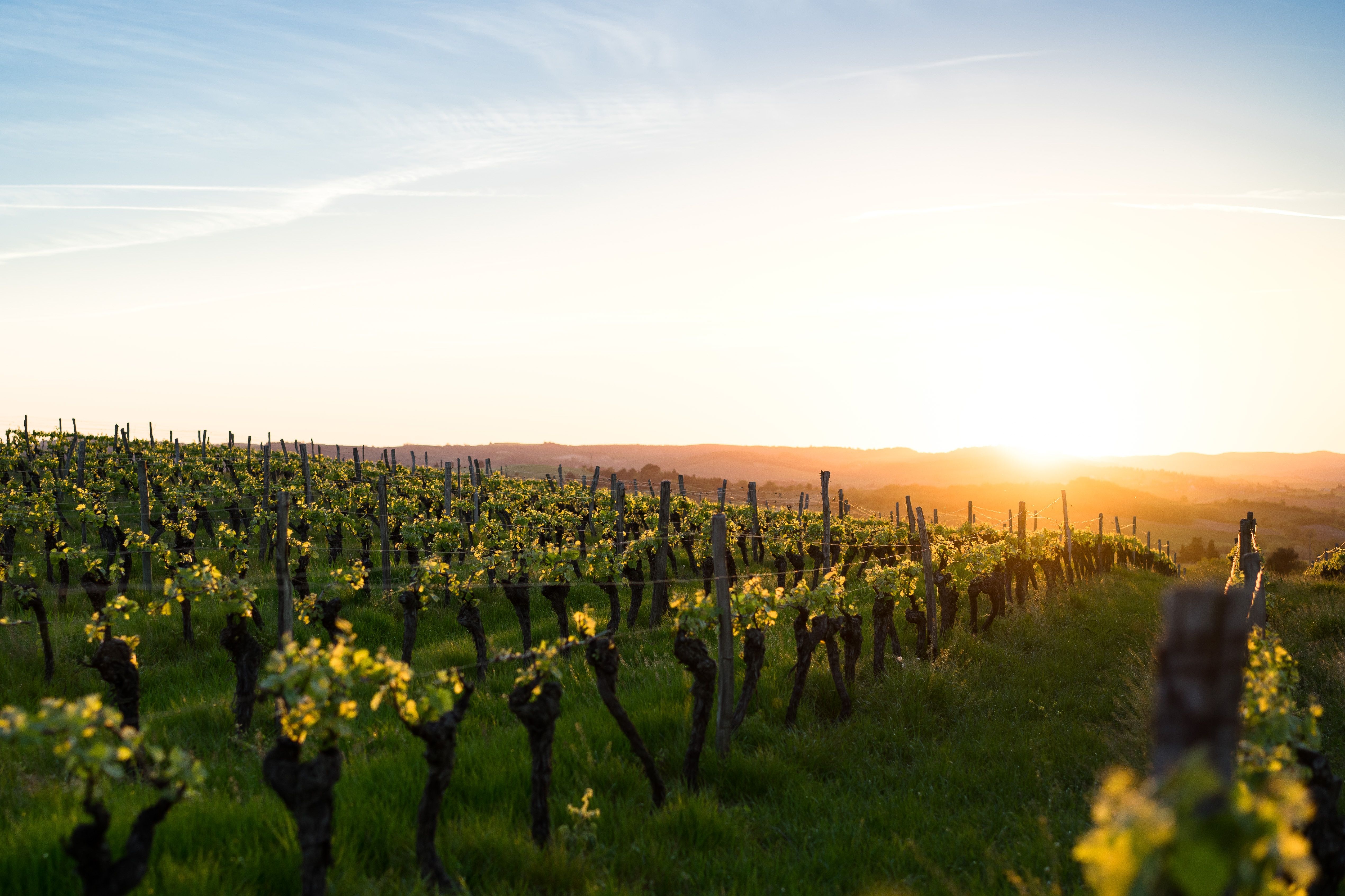 vignes.jpg